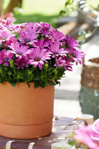 OSTEOSPERMUM SENORITA - TANJA