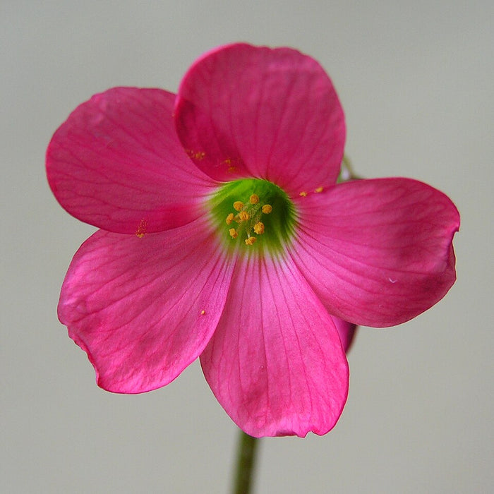 OXALIS TETRAPHYLLA - IRON CROSS