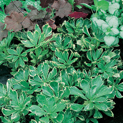 PACHYSANDRA TERMINALIS - SILVEREDGE