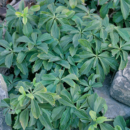 PACHYSANDRA TERMINALIS