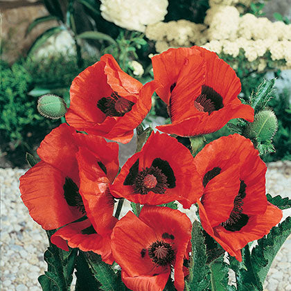 PAPAVER ORIENTALE - ALLEGRO