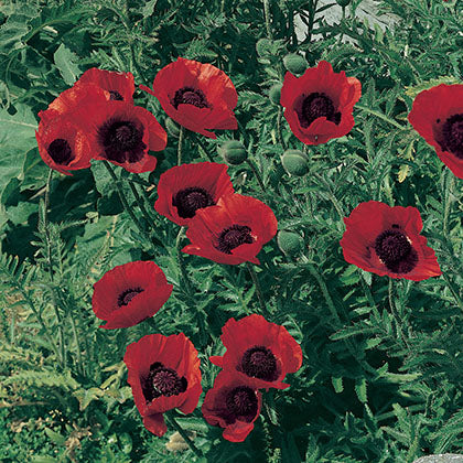 PAPAVER ORIENTALE - BEAUTY OF LIVERMERE