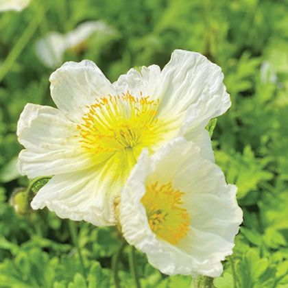 PAPAVER NUDICAULE - CHAMPAGNE BUBBLES WHITE