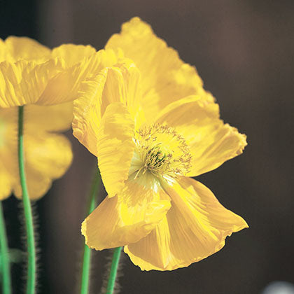 PAPAVER NUDICAULE - CHAMPAGNE BUBBLES YELLOW