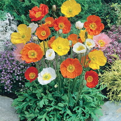 PAPAVER NUDICAULE - CHAMPAGNE BUBBLES CITRUS MIX