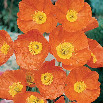 PAPAVER NUDICAULE - CHAMPAGNE BUBBLES ORANGE