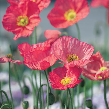 PAPAVER NUDICAULE - CHAMPAGNE BUBBLES PINK