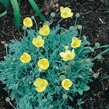 PAPAVER NUDICAULE - PACINO