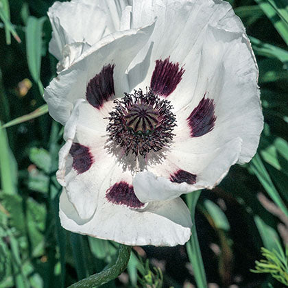 PAPAVER ORIENTALE - ROYAL WEDDING