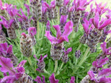 LAVANDULA STOECHAS - ANOUK DEEP ROSE