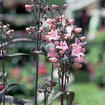 PENSTEMON - DARK TOWERS