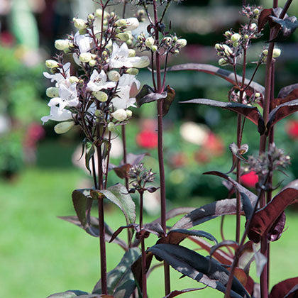 PENSTEMON DIGITALIS - HUSKER RED