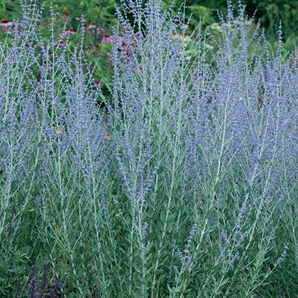 PEROVSKIA - LITTLE SPIRE