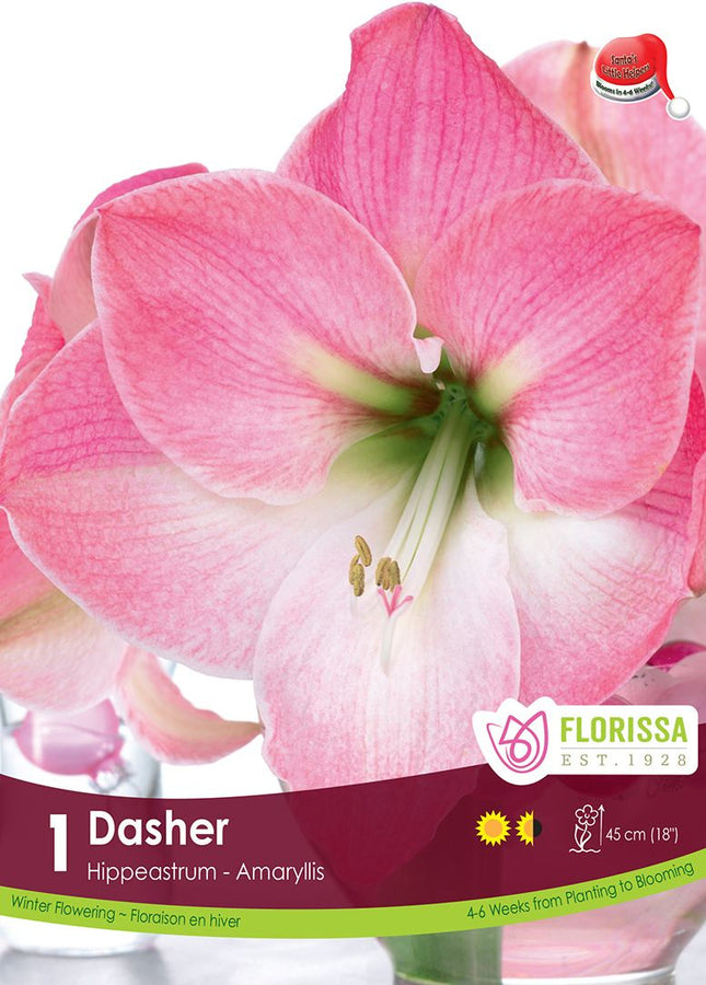 AMARYLLIS XMAS BLOOM DASHER PKG