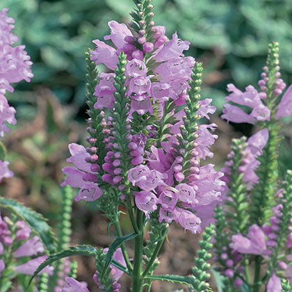 PHYSOSTEGIA VIRGINIANA - BOUQUET ROSE