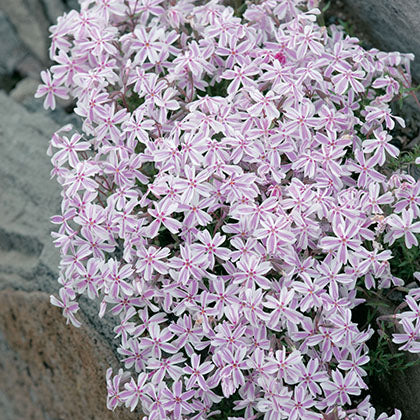 PHLOX SUBULATA - CANDY STRIPES