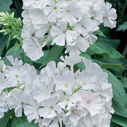 PHLOX PANICULATA - FLAME WHITE