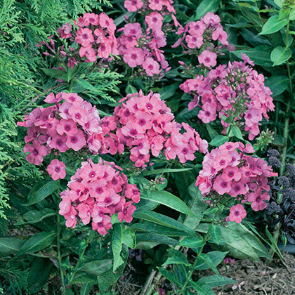 PHLOX PANICULATA - FLAME PINK