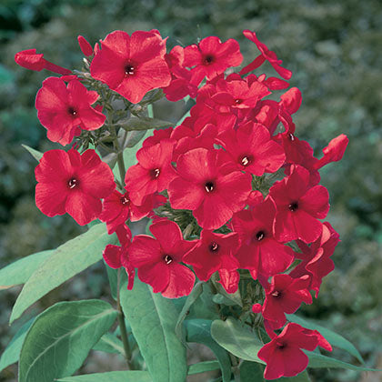 PHLOX PANICULATA FLAME RED