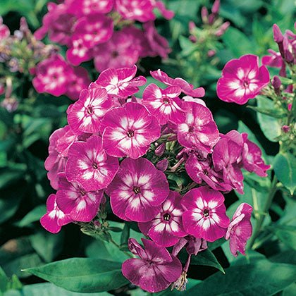 PHLOX PANICULATA - LAURA