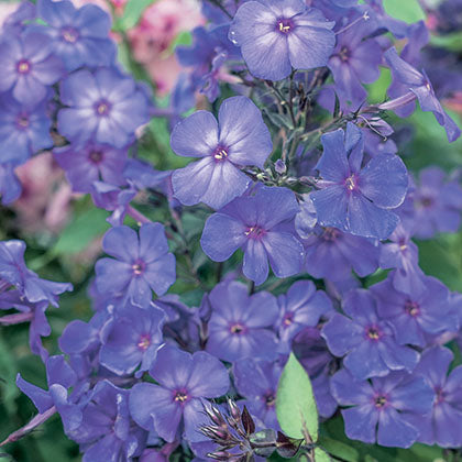 PHLOX PANICULATA - BLUE PARADISE