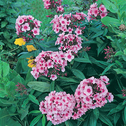 PHLOX PANICULATA - PRIME MINISTER