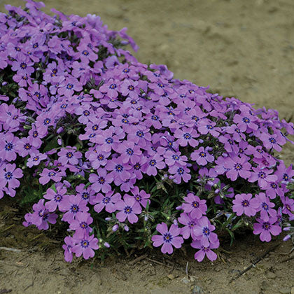 PHLOX SUBULATA - EYE SHADOW