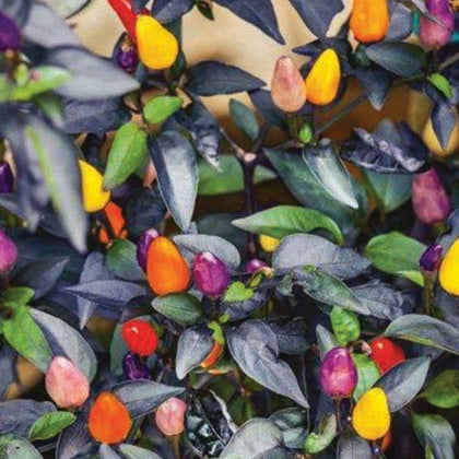 PIMENT FORT - AUTUMN TIME (MIX)