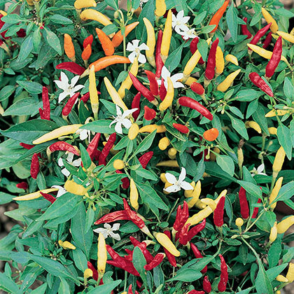 PIMENT FORT - BASKET OF FIRE