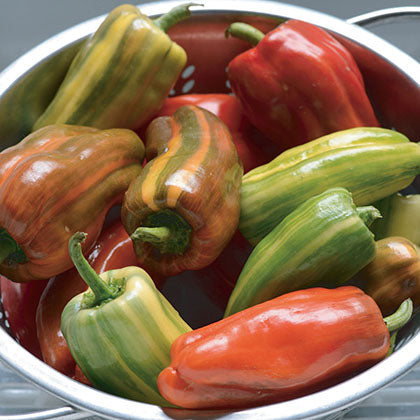 PIMENT DOUX - CANDY CANE RED