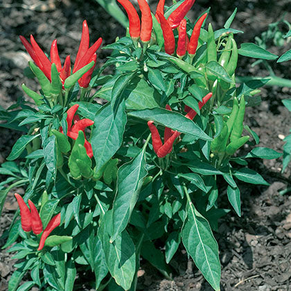 PIMENT FORT - SUPER CHILI