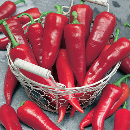 PIMENT - ESPELETTE