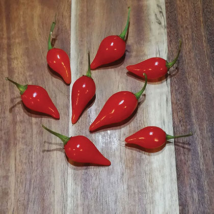 PIMENT - IRACEMA BIQUINHO