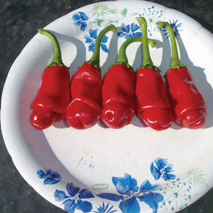 PIMENT - PENIS