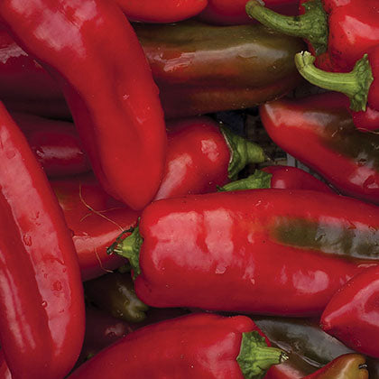 PIMENT FORT - SRIRACHA