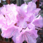 RHODODENDRON - PJM COMPACT