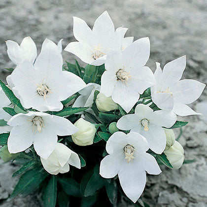 PLATYCODON GRANDIFLORUS - ASTRA SEMI DOUBLE WHITE