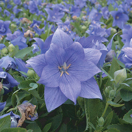 PLATYCODON GRANDIFLORUS - ASTRA DOUBLE BLUE