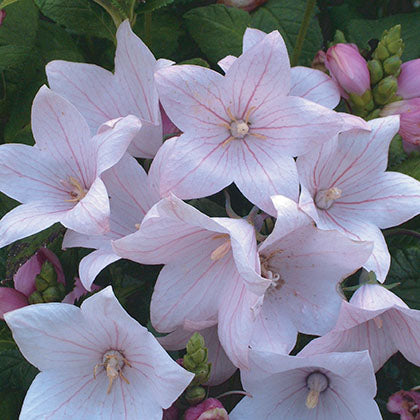 PLATYCODON GRANDIFLORUS - ASTRA PINK