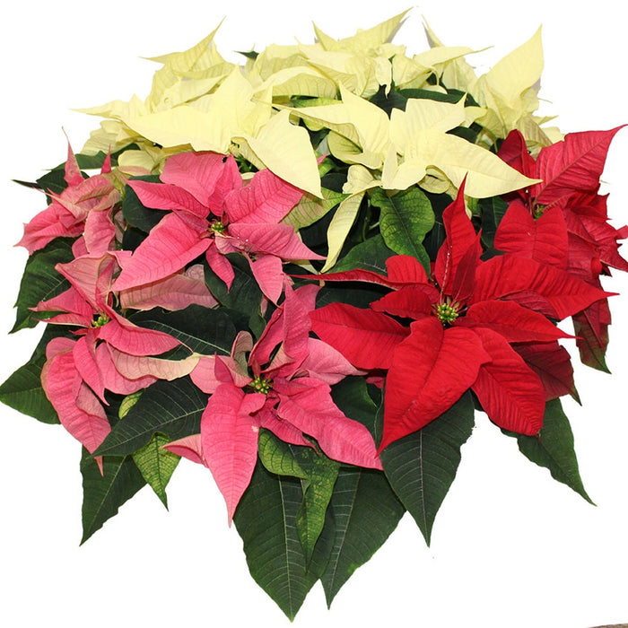POINSETTIA TRI COULEUR