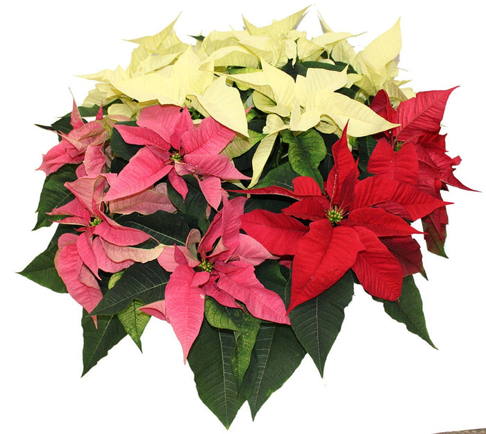 POINSETTIA TRI COULEUR