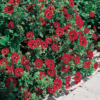 POTENTILLA - GIBSON'S SCARLET