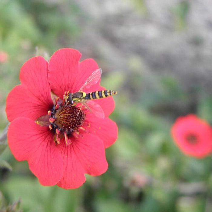 POTENTILLA - GIBSON'S SCARLET