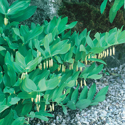 POLYGONATUM MULTIFLORUM