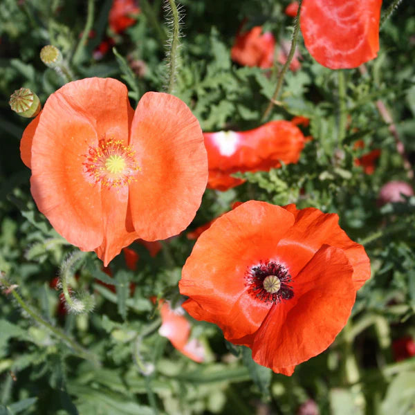 SEMENCES DE FLEURS BIO: COQUELICOT - MELANGE