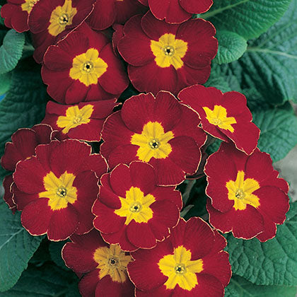 PRIMULA - ROUGE