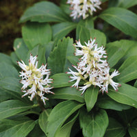 PACHYSANDRA TERMINALIS