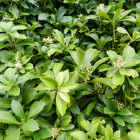 PACHYSANDRA TERMINALIS