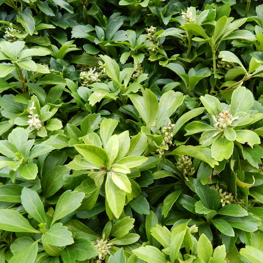 PACHYSANDRA TERMINALIS