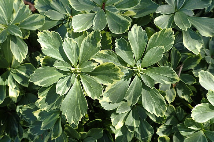 PACHYSANDRA TERMINALIS - SILVEREDGE
